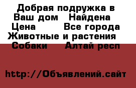 Добрая подружка,в Ваш дом!!!Найдена › Цена ­ 10 - Все города Животные и растения » Собаки   . Алтай респ.